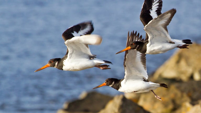 Oystercatchers flying at Portstewart Strand
